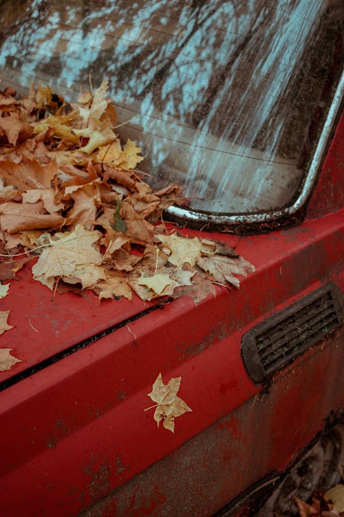 Ilmainen kuvapankkikuva tunnisteilla autio, pudonneet lehdet, punainen auto