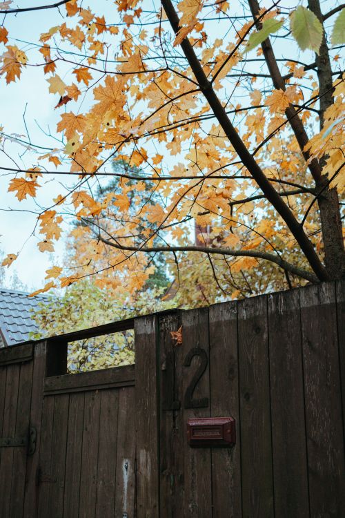 Free Wooden fence under golden maple tree with fall leaves, number 42 visible. Stock Photo