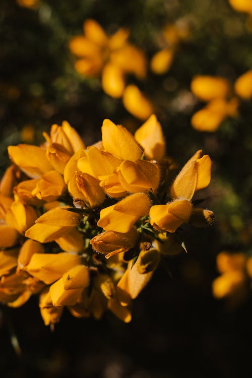 Foto profissional grátis de alegre, amarelo, beleza