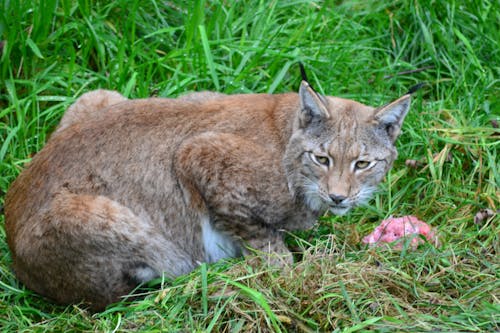 Bobcat Marrón Sobre La Hierba Verde