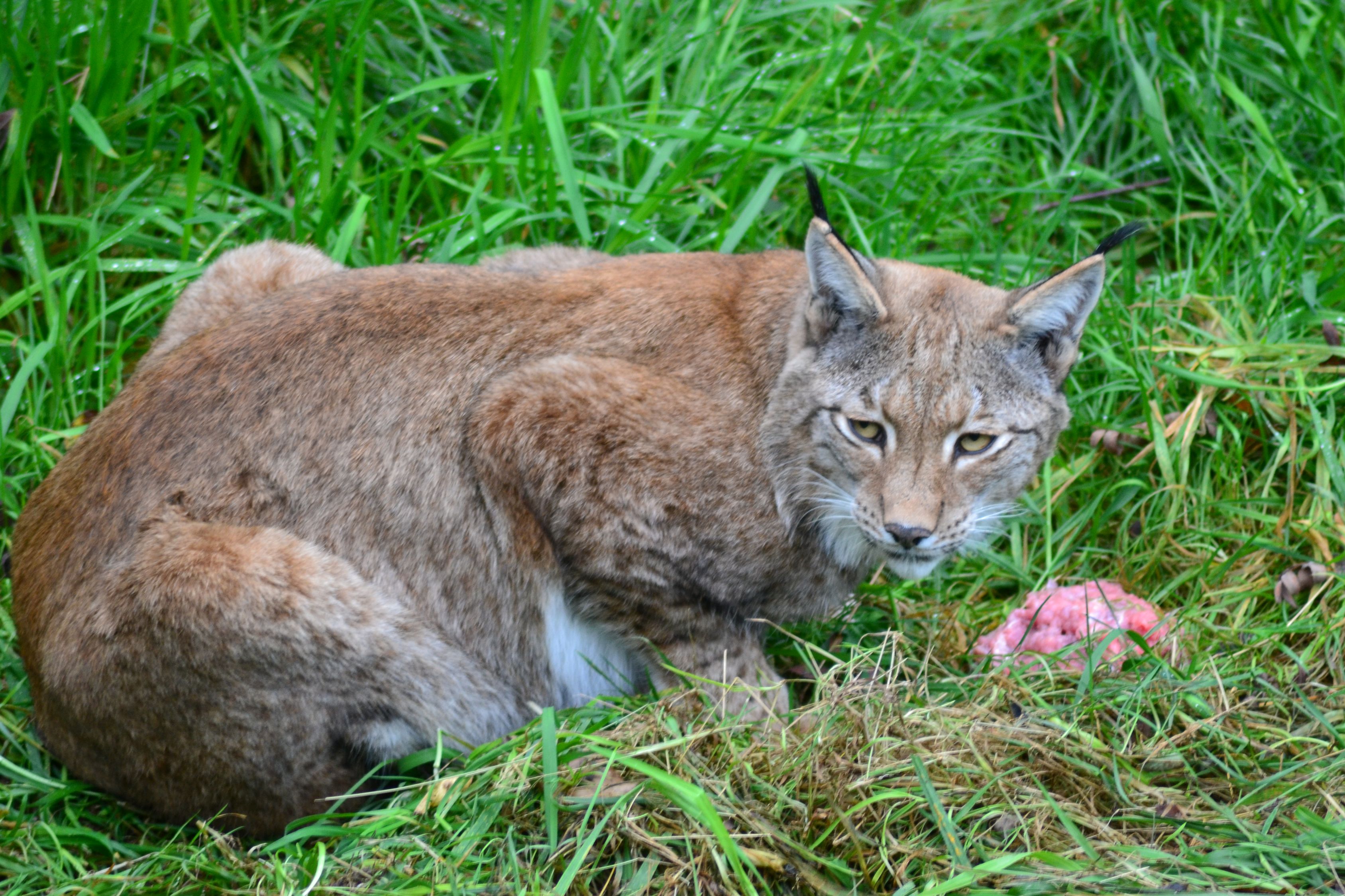 Brown Bobcat Auf Gr nem Gras Kostenloses Stock Foto brown-bobcat-auf-gr-nem-gras-kostenloses-stock-foto