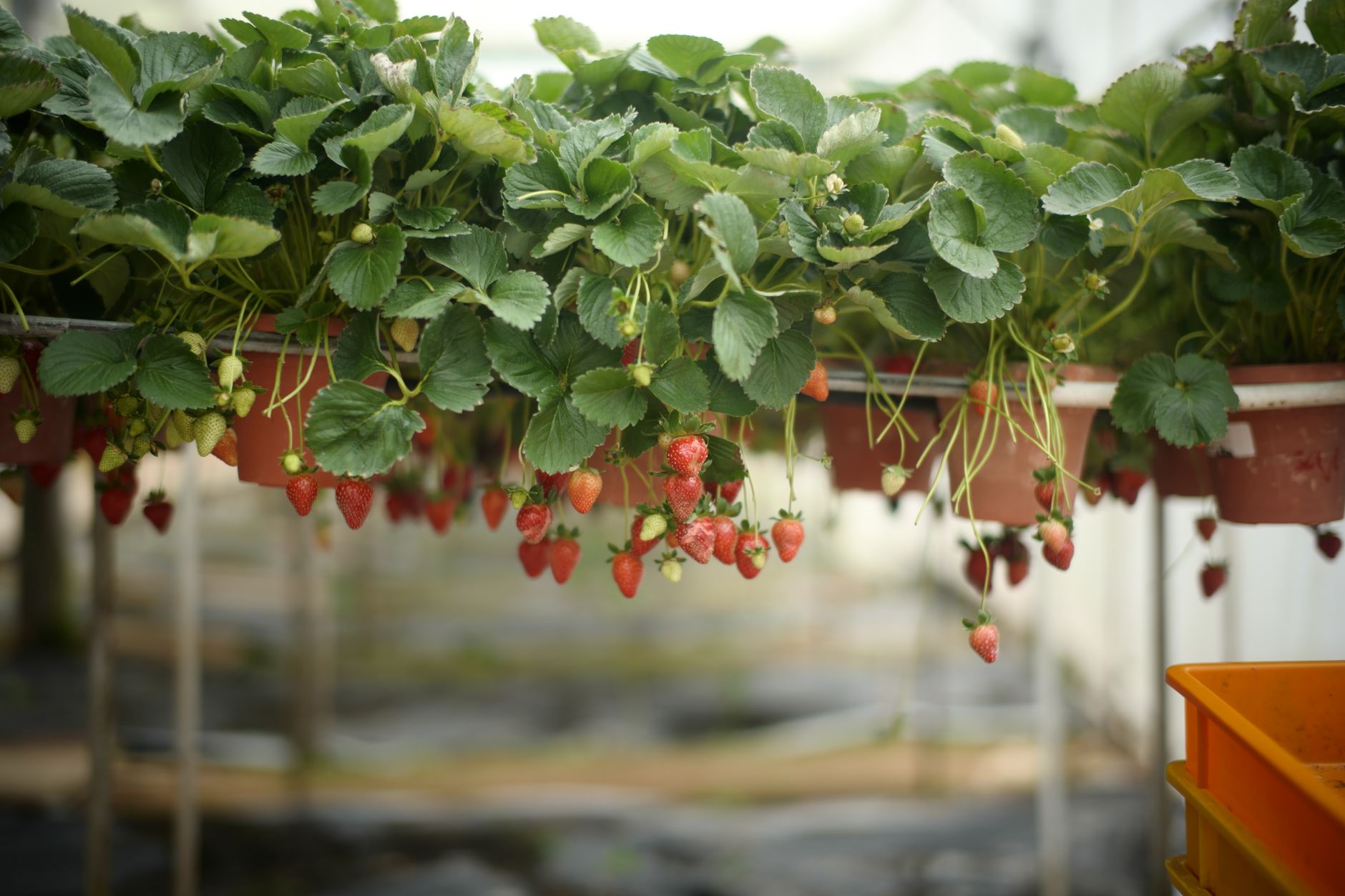 Lush strawberry plants in pots with ripe fruits in a greenhouse setting.