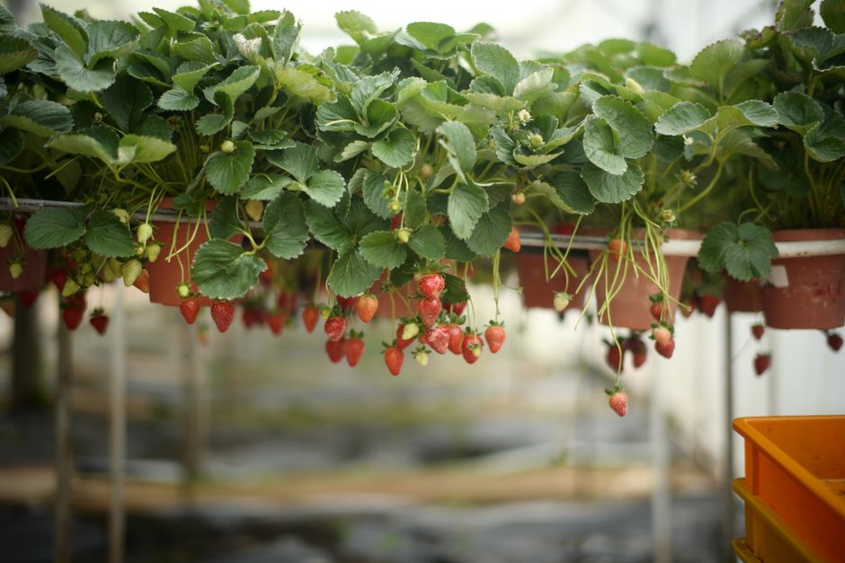 Kenapa Wisata Kebun Buah di Malaysia Wajib Dicoba? Kenapa Wisata Kebun Buah di Malaysia Wajib Dicoba?