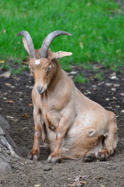 Free stock photo of goat, jolly, sad