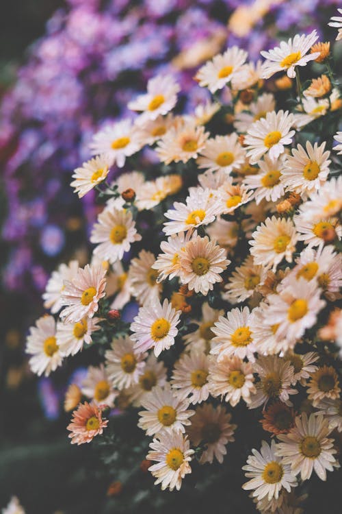 Základová fotografie zdarma na téma chryzantéma, detail, flóra