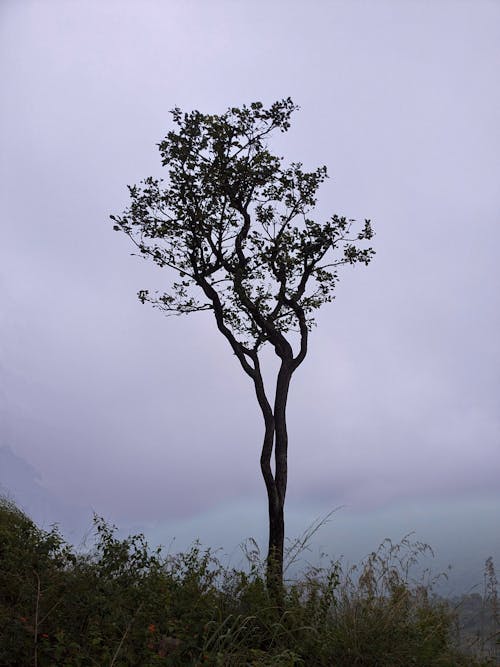 Foto profissional grátis de árvore, céu azulado, papel de parede roxo claro