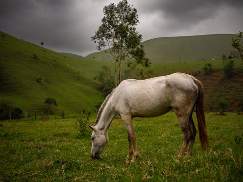 A Horse on a Grass Field in Mountains 