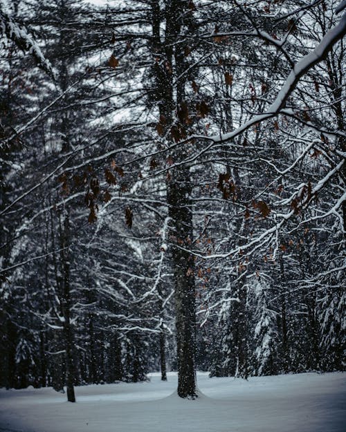 Alberi Innevati