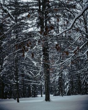 A tranquil winter scene with snow-laden branches in a dense forest, capturing the essence of nature's beauty.