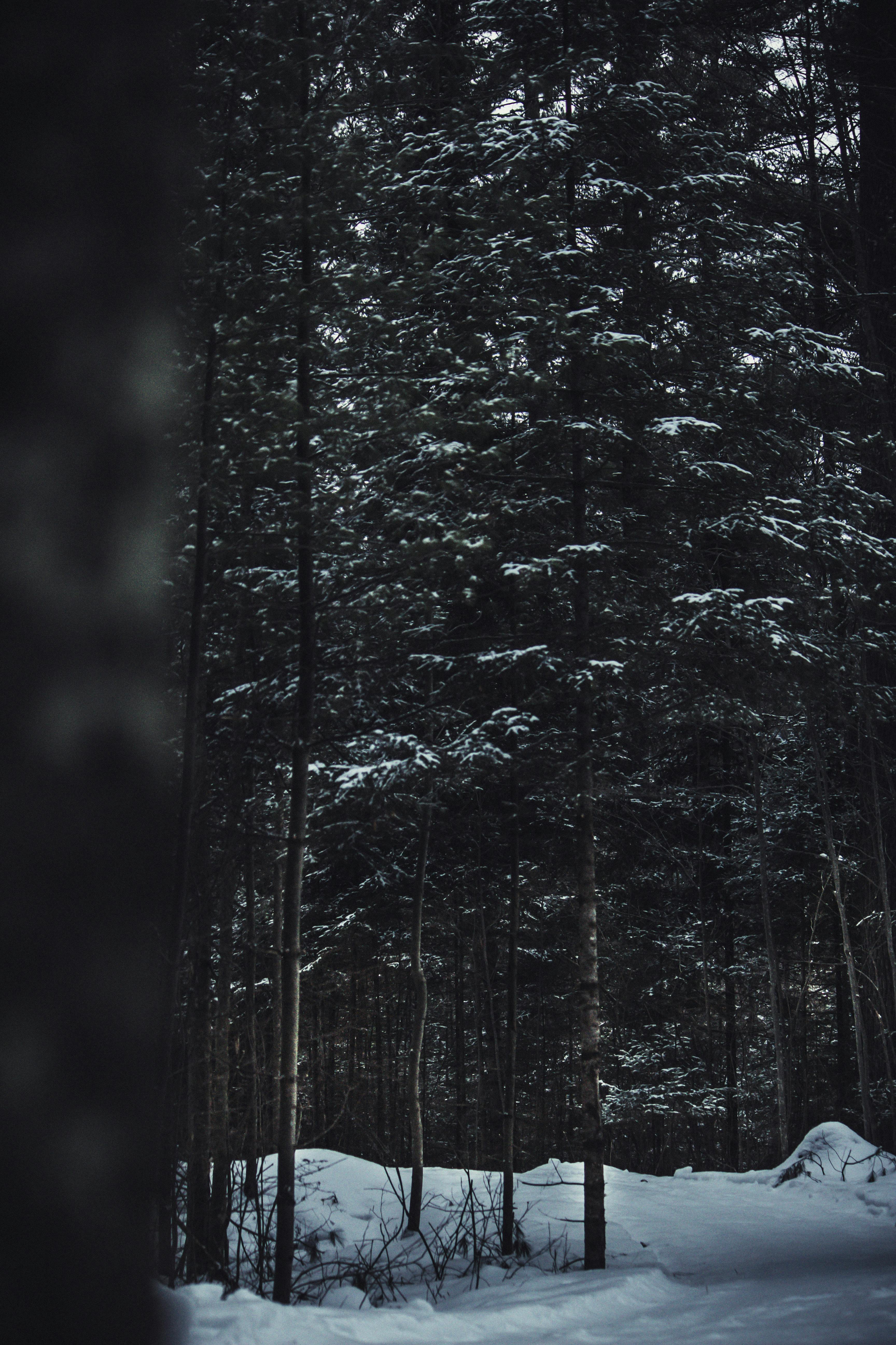 冬日森林静谧，白雪覆盖的针叶树沐浴在自然光中