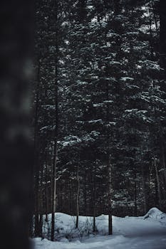 Tranquil winter forest scene with snow-covered coniferous trees in natural light.