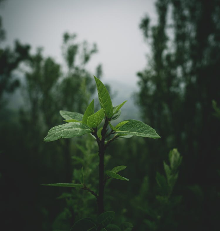 Close-up Of A Plant