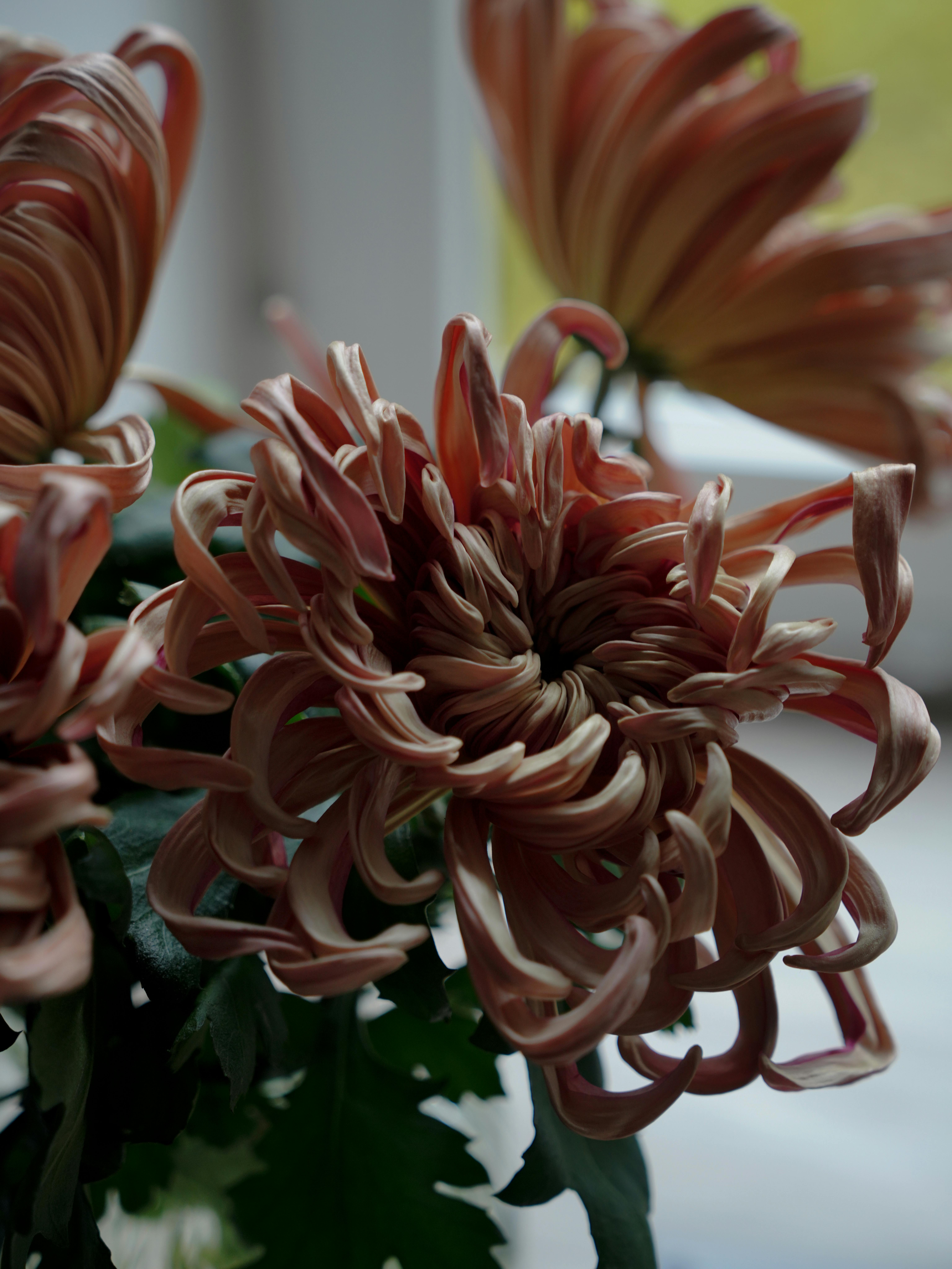 Vienna Copper Chrysanthemum · Free Stock Photo