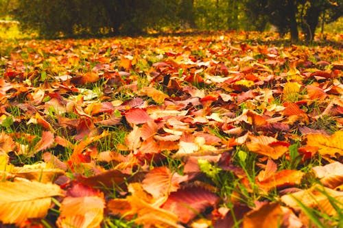 atmosfera de outono, 十月, 森林地 的 免費圖庫相片