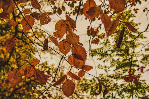 atmosfera de outono, 十月, 森林地 的 免費圖庫相片