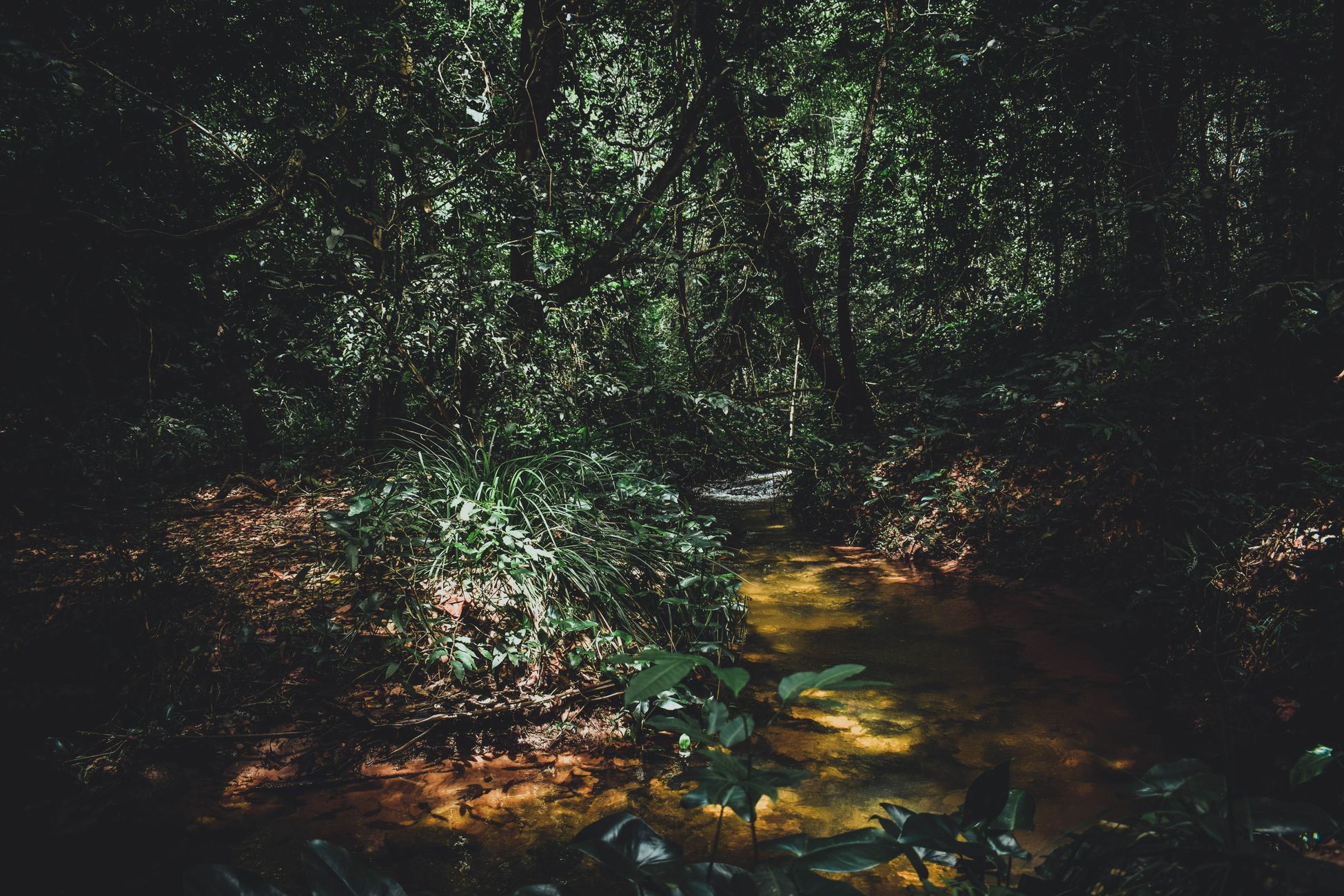 Illegaal Amazonehout als duurzaam verkocht in Nederland
