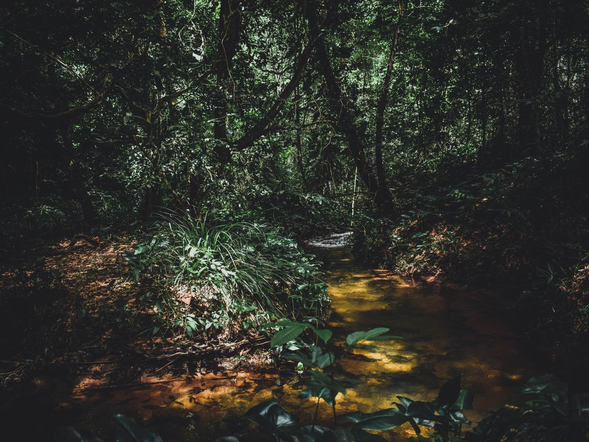 7 Day New Year's Yoga Retreat at Vida Asana in Costa Rica 2