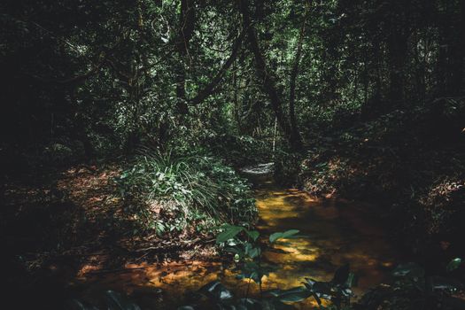 Gomantong caves bird's nest tour — Borneo