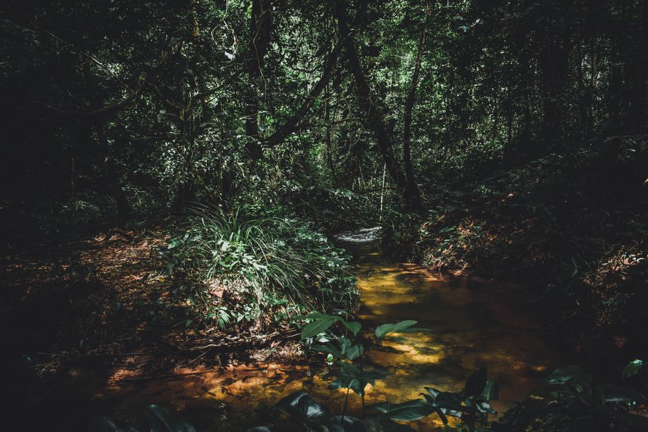 A tranquil creek flows through a lush, green rainforest, capturing nature's beauty.