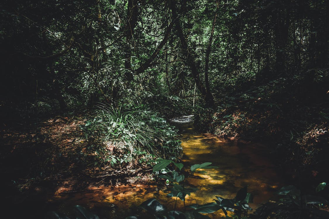 Green Trees and A Creek