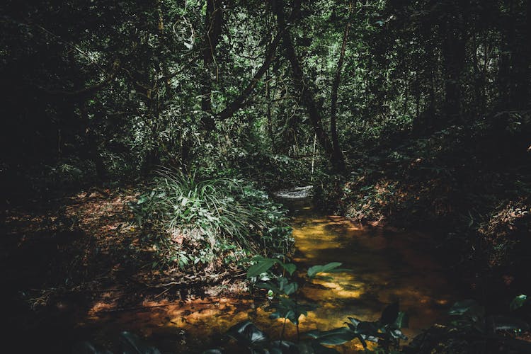 Green Trees And A Creek