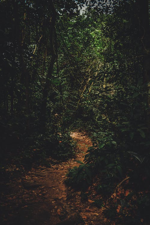 Foto De Caminho Em Uma Floresta