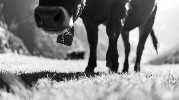 Artistic black and white close-up of a cow grazing in a meadow.