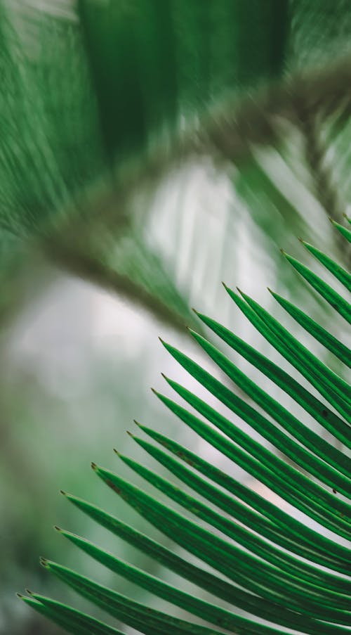 Close-Up Photo of Conifer Tree Needles