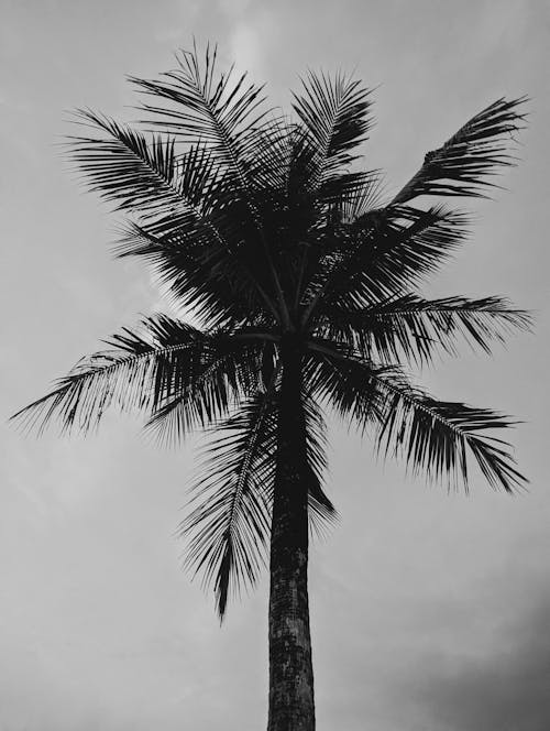Tropical Palm in Black and White
