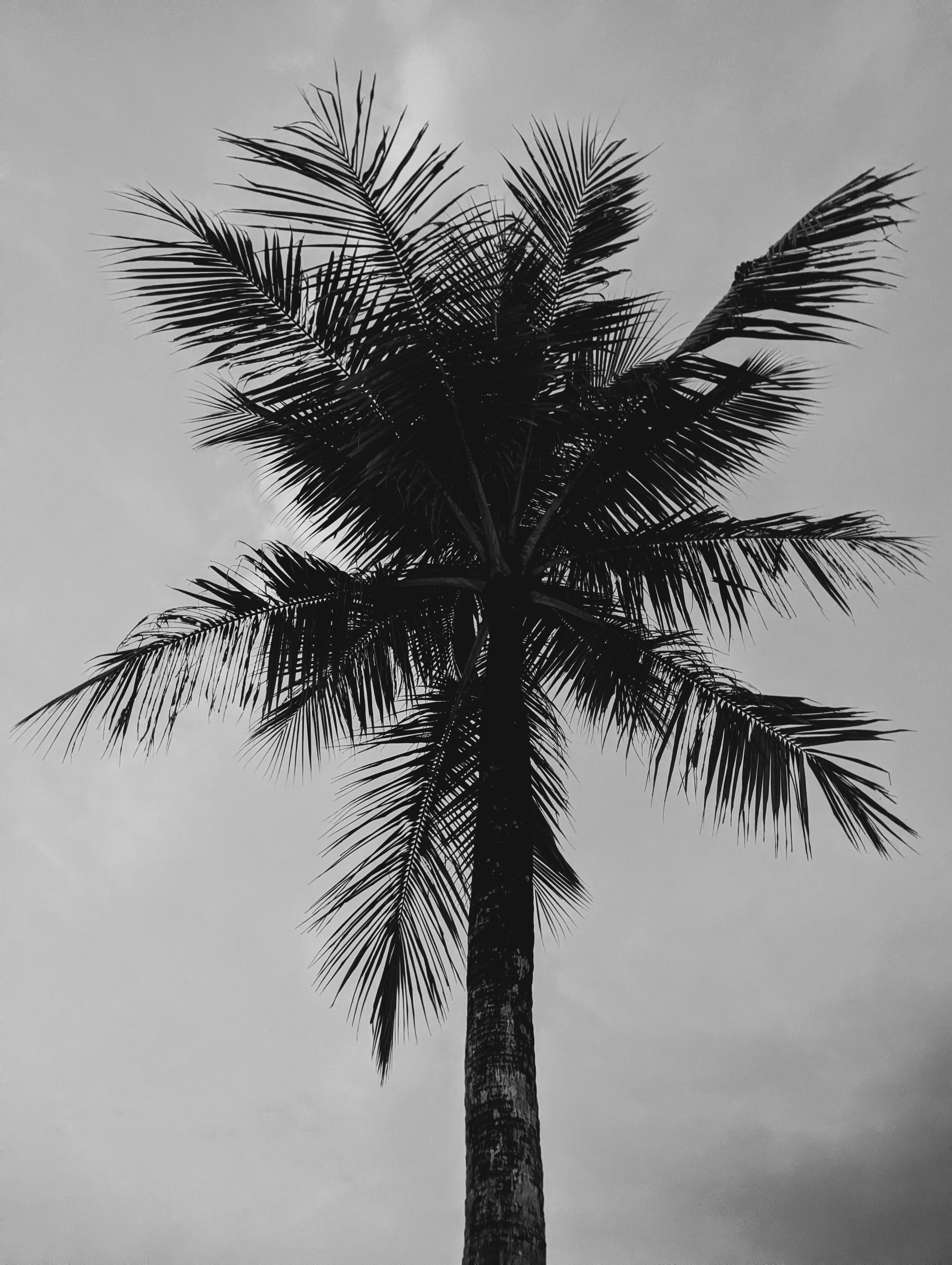 Palm tree silhouettes in the dark sky