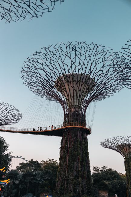 Explore the futuristic Supertree Grove in Singapore with towering vertical gardens and aerial walkways.