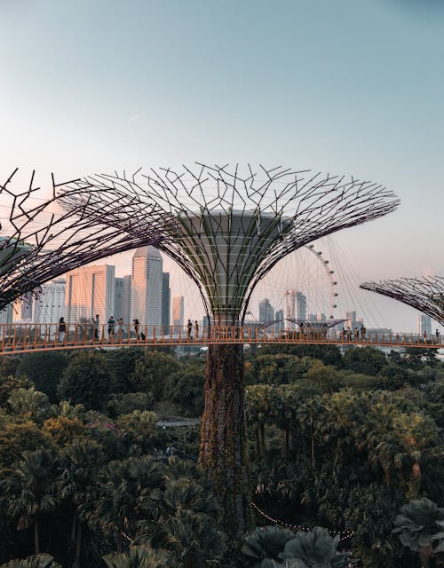 View of Supertree Grove in Singapore