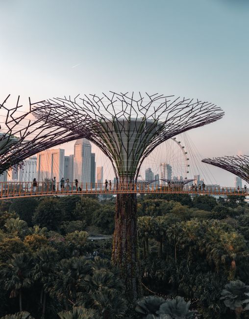 Stunning view of Supertree Grove with Singapore skyline in the background during sunset.