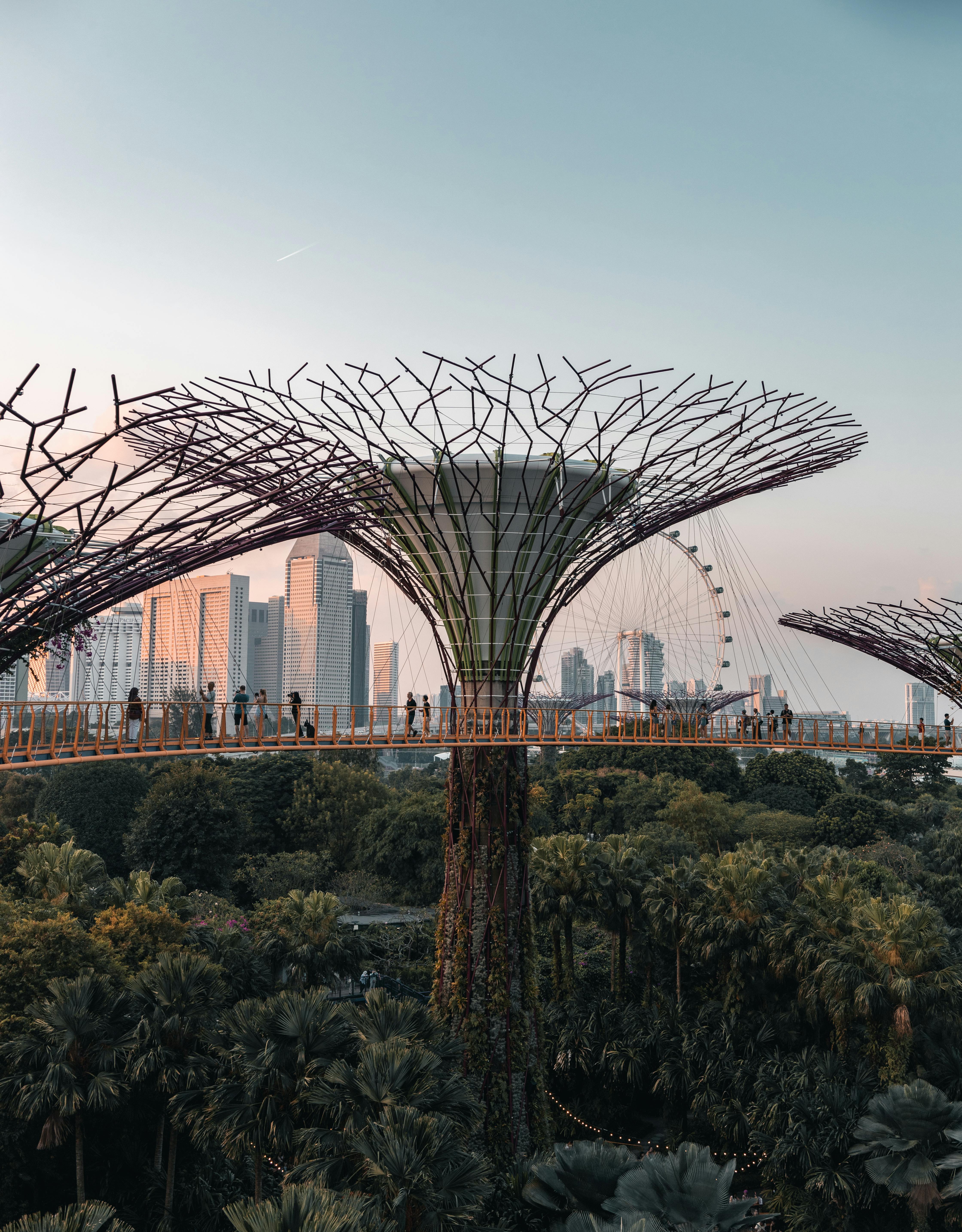 Free Stunning view of Supertree Grove with Singapore skyline in the background during sunset. Stock Photo