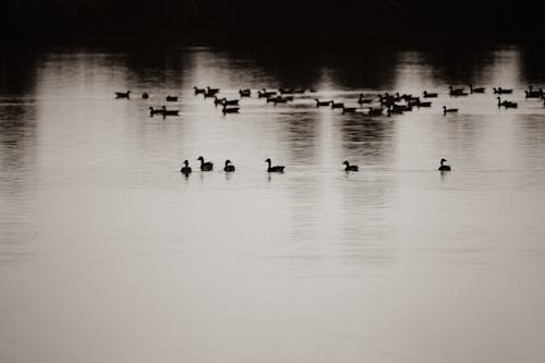 Darmowe zdjęcie z galerii z czarno-biały, dzika przyroda, jezioro