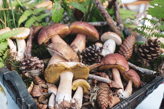 Close-up of assorted mushrooms, pine cones, and ferns in a basket. Perfect for autumn themes.
