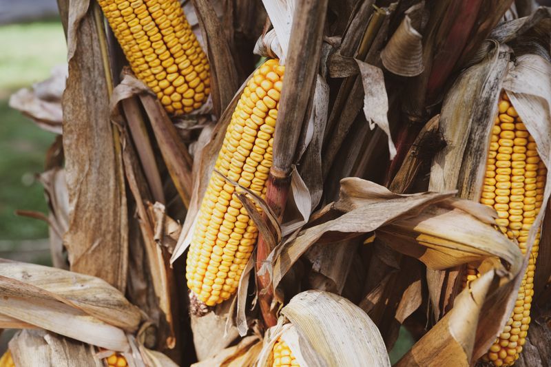 Ripe maize cob on the stalk — photo by Vladimir Srajber on Pexels