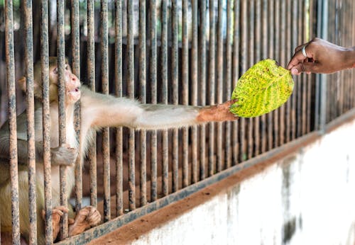 Person Giving Green Leaf To A Monkey