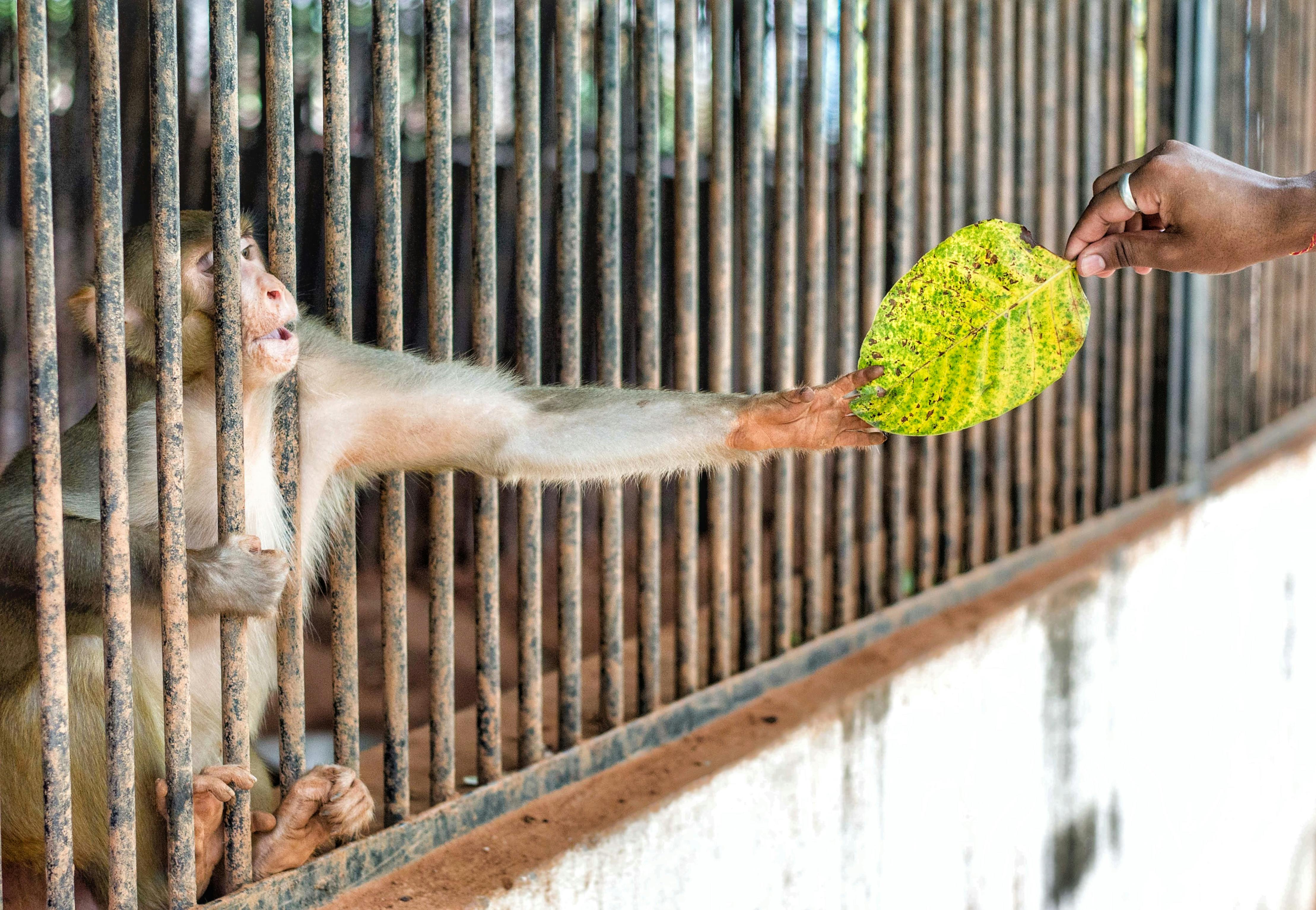 Monkey bar hi-res stock photography and images - Alamy