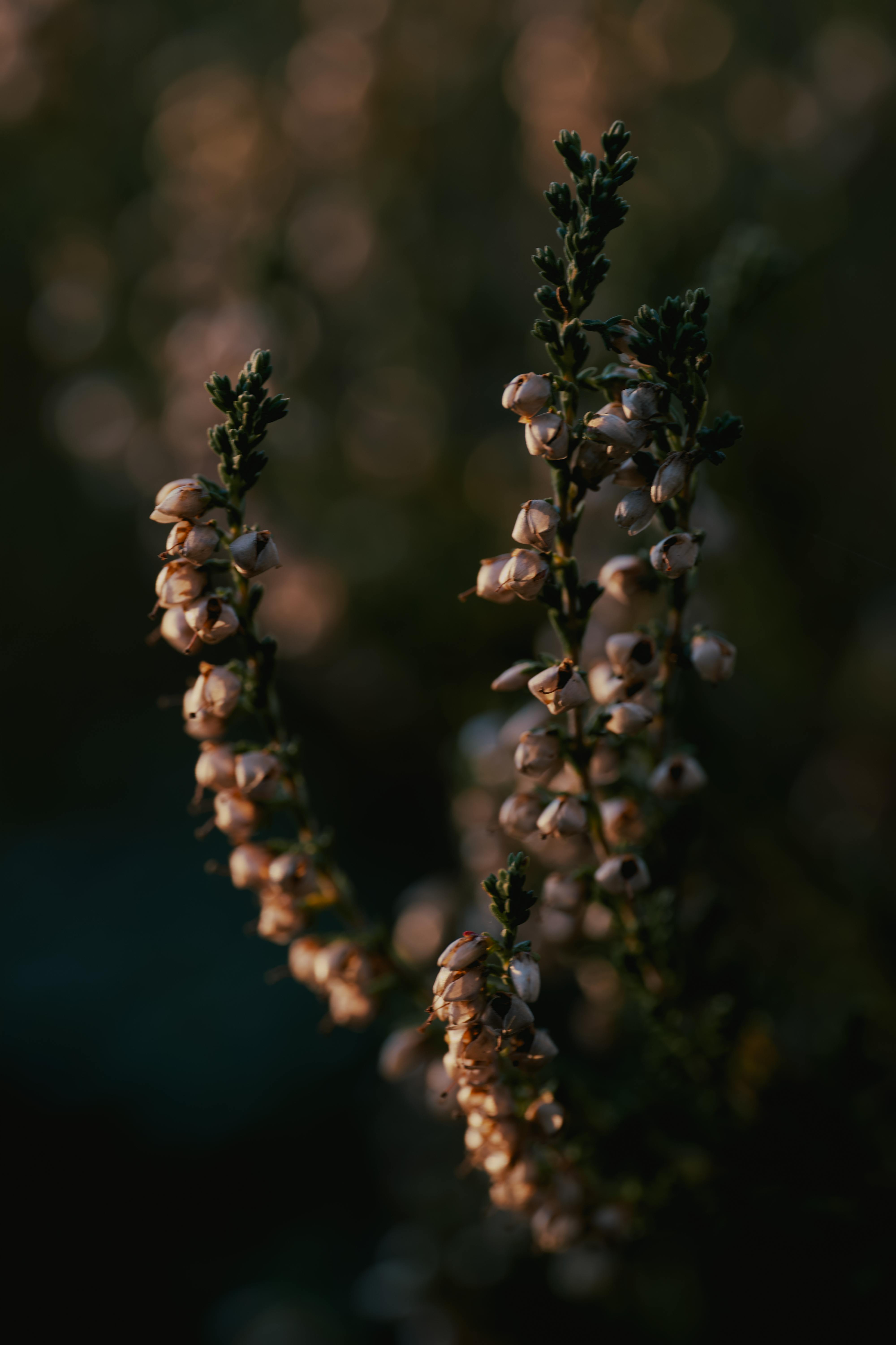 A close-up view of delicate heather flowers blooming at twilight in a dark, serene setting.