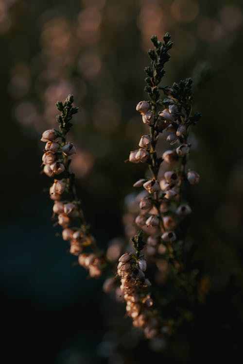 Základová fotografie zdarma na téma detail, květiny, kvetoucí