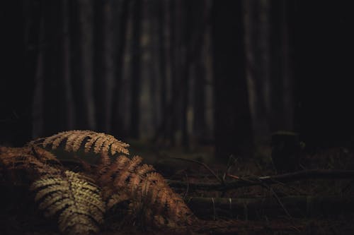 Brown Fern Plant Near Trees