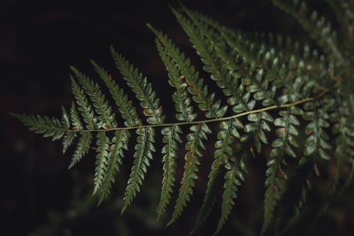 Green Fern Plant Leaves in Close-up Photo