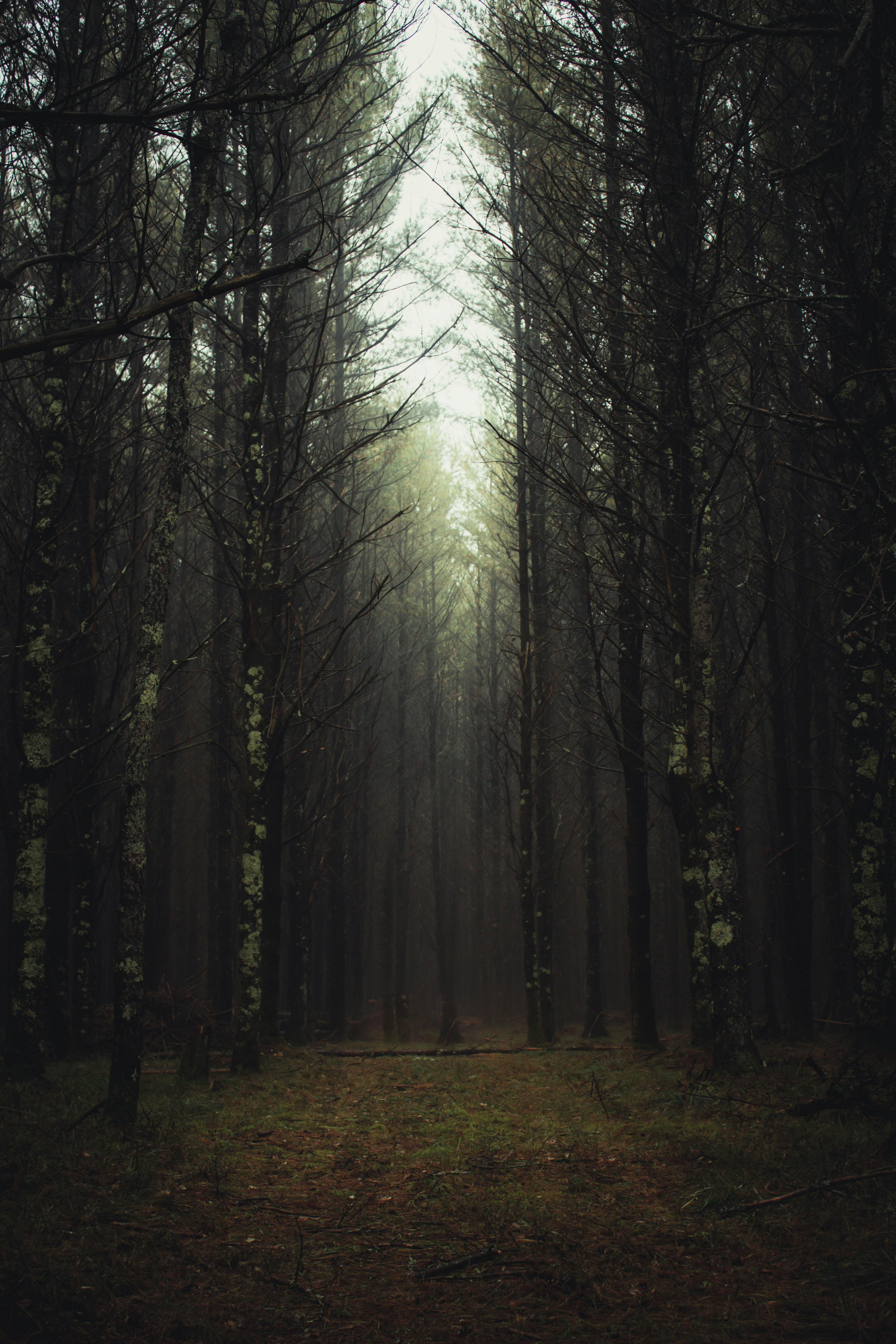 Dark Forest Photos, Download The BEST Free Dark Forest Stock