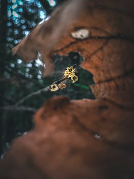 这张宏观照片梦幻而神秘，黄色的花朵被树叶环绕，营造出迷人的森林场景