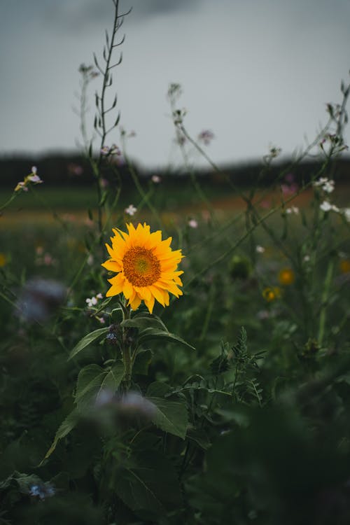 Fotobanka s bezplatnými fotkami na tému Bavorsko, krása prírody, krása v prírode