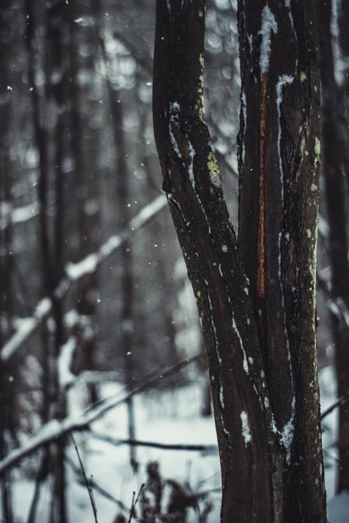 Foto d'estoc gratuïta de arbre, bagul, neu