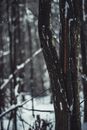 冬日宁静的场景中，白雪覆盖的树木与森林背景展现在眼前