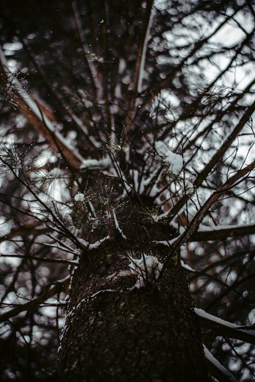 Tronco De árvore Com Neve
