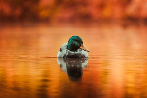 Free Close-up of a male mallard duck swimming in a reflective autumn-colored lake. Stock Photo